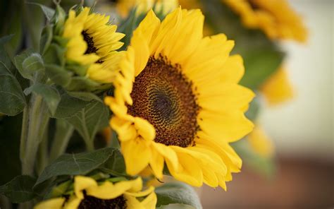 Download Wallpaper 3840x2400 Plant Sunflower Flower Petals Yellow