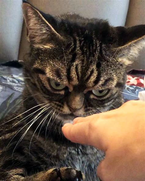 Meet Kitzia The New Grumpy Cat That Looks Even Grumpier Than The Predecessor