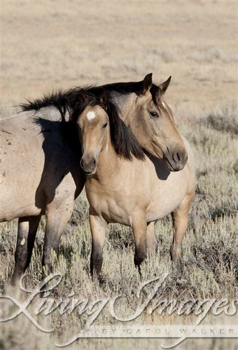 Voir plus d'idées sur le thème cheval, photos de chevaux, animaux. 196 best images about Buckskin Horses... on Pinterest ...