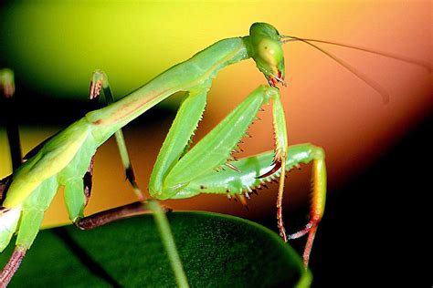 Male Mantises Fight Females To Mate But They Get Eaten If They Lose