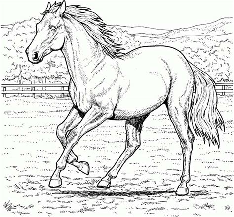 Horse With Beautiful Mane In Horses Coloring Page Download And Print