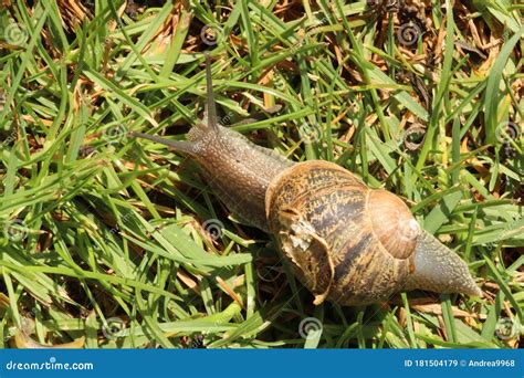 A Gastropod Mollusk Or Commonly Known As A Land Snail Stock Image