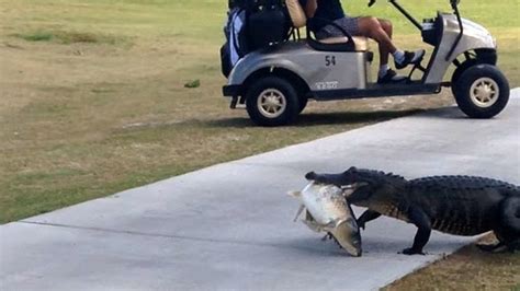 Nonchalant Alligator Shocks Golfers By Sauntering Across Course
