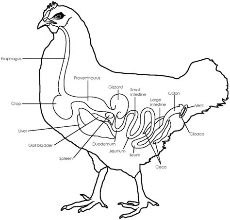 Gastrointestinal Tract In Chickens And Function The Beak Gathers Food