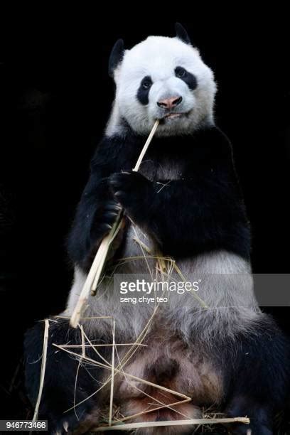 Giant Panda Closeup Photos And Premium High Res Pictures Getty Images