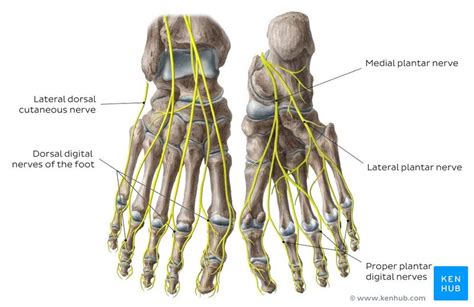 Nerves Of The Foot