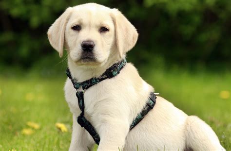 Guide How To Take Care Of Labrador Puppies Premiumpethouse