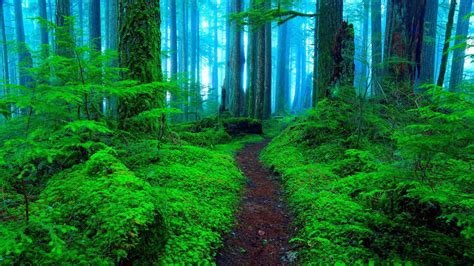 Green Forest Wallpaper 71 Images