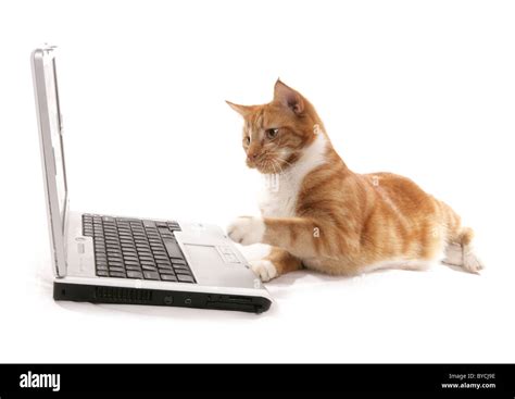 Ginger Cat Playing On A Computer Laptop Portrait In A Studio Stock
