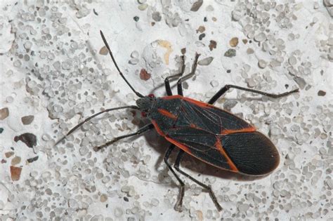 Wow Boxelder Bugs Are All Over My House Parkway Lawn Services