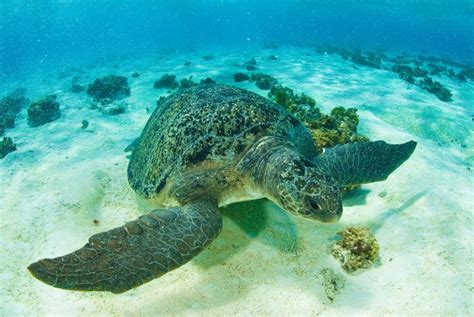 Tartaruga verde características habitat e extinção QC Animais