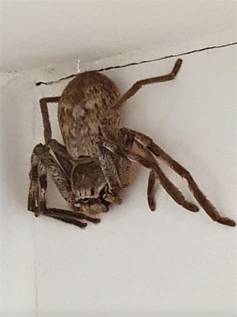 Woman Terrifyingly Finds Massive Huntsman Spider In Her Shower Rare