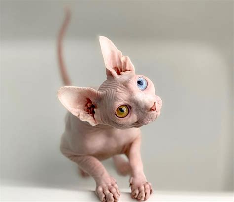 Why are sphynx cats so friendly? My Daughter Researched That A Sphynx Is The Best Cat For ...