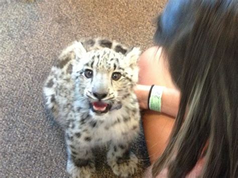 Baby Snow Leopard At The Local Pet Hospital Aww