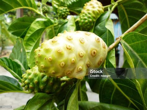 Morinda Citrifolia Noni Fruit Tree Stock Photo Download Image Now