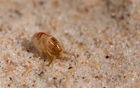 What Do Sand Fleas Look Like Miche Pest Control