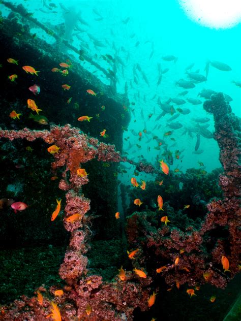 First, these reefs were created to explore the abundant marine flora and fauna by oceanographic institutions. Artificial reef colonization - Marine Science Internship