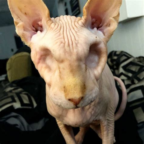 Video This Eyeless Hairless Cat Is The Cutest Little Skeleton Abc News