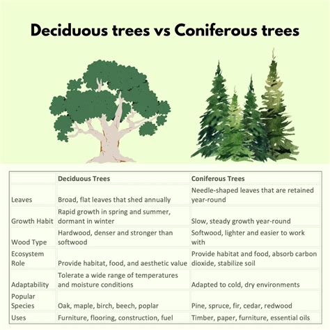 Deciduous Vs Coniferous Key Differences And Characteristics Updated