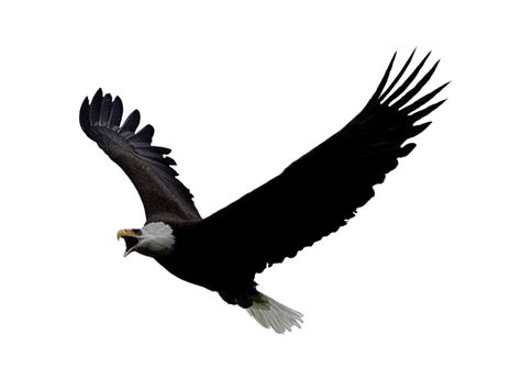 Download PNG Image: Eagle PNG Image, Free Download - Cliparts.co