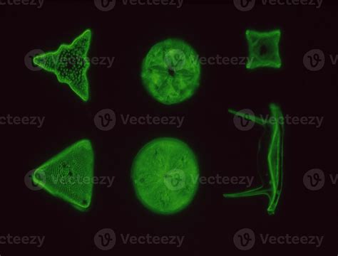 Diatoms From The Sea Under The Microscope 100x 13031868 Stock Photo At