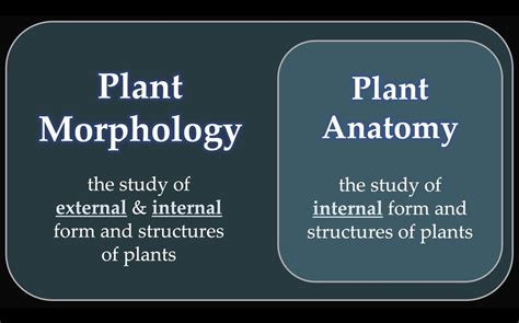 Ii An Introduction To Plant Morphology Shoots And Roots