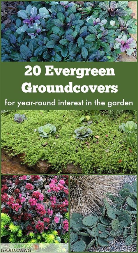 Ground Cover Evergreen Perennials Ground Cover And Shrubs