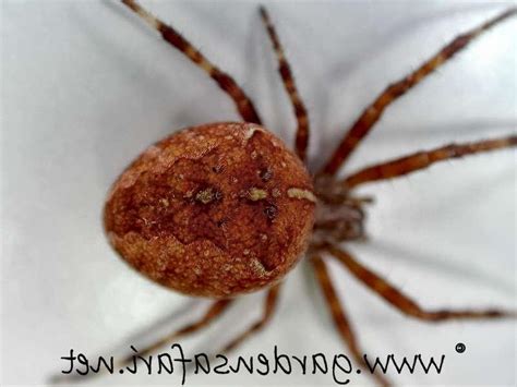Brown Garden Spider Photo