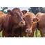 Study Shows Cattle Lifecycle Has Lower Environmental Impact  AGDAILY