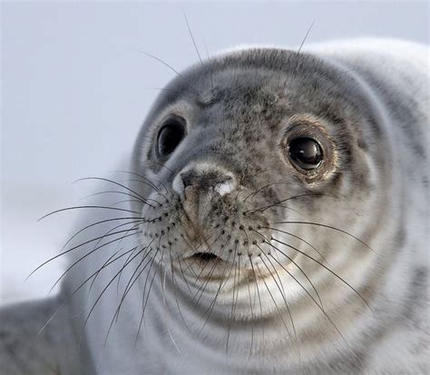 Celebrate World Oceans Day With 17 Of The Cutest Sea Creatures