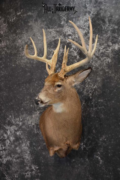 Whitetail Deer Taxidermy Shoulder Mount For Sale Sku 1318 All Taxidermy