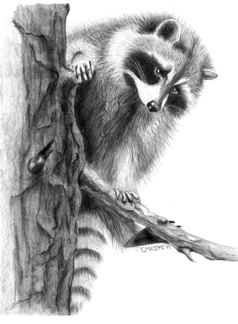 Raccoon Drawing Raccoon Raccoon Decor Raccoon Art Raccoon