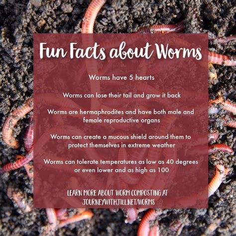 Worm Composting A Step By Step Guide For Beginners The Beginners