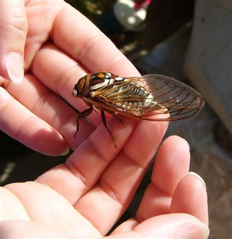 Cicada In Texas Yes It Really Is That Big Insect Art Creepy