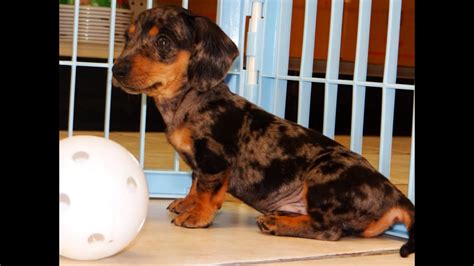 Adopting a dog, cat, kitten or puppy into your home from ahs will be a wonderful experience. Miniature Dachshund, Puppies, Dogs, For Sale, In Columbus ...