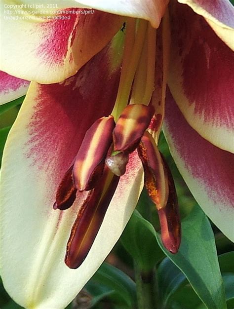 Plantfiles Pictures Oriental Trumpet Lily Invasion Lilium By Mattsmom