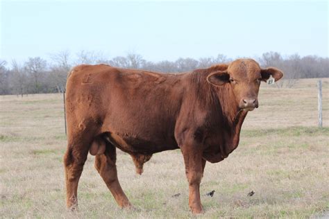27 Registered Red Brangus Bulls Texas