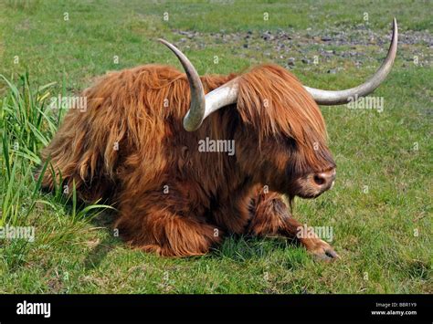 Highland Breed Of Cattle Bull Stock Photo Alamy