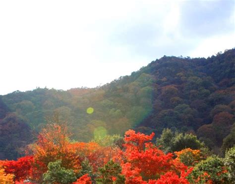 20 Best National Parks For Families The Momiji Gari Red Leaf Hunting In