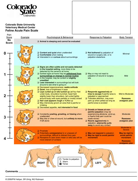 Pain Scale Felines Pain Scale Veterinary Technician Humor Vet Medicine