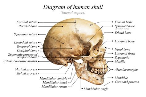 Диаграмма человеческого черепа Премиум Фото