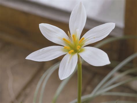 Close Up Of White Six Petal Flower Free Image Peakpx