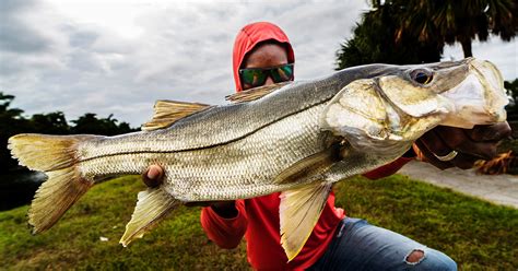 We did not find results for: 18 Fishing Tips That Will Make You A Better Inshore Fisherman