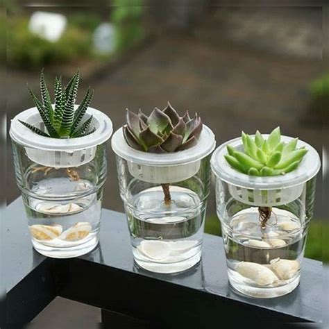 Hydroponic kits are the perfect solution for those that want to grow all that is required of the hydroponic gardener after the initial set up is to monitor the nutrient level of the. How to Make a Hydroponic Vase to Hold Succulents • India ...
