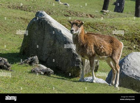 The Mouflon Ovis Orientalis Orientalis Group Is A Subspecies Group Of