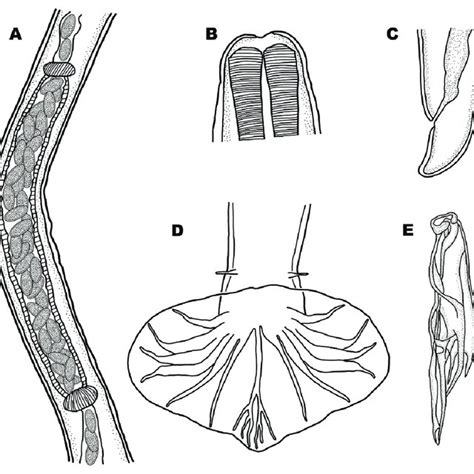 Libyostrongylus Magnus A Ovejector B Anterior End C Female Download Scientific Diagram