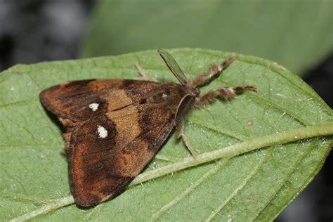 Rusty Tussock Moth Orgyia Antiqua Linnaeus 1758 Butterflies And