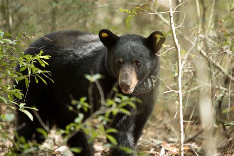 Black Bear Sightings Likely To Increase In Alabama Outdoor Alabama