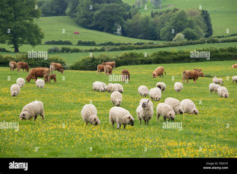 Cattle And Sheep Grazing In A Shropshire Field England Uk Stock Photo