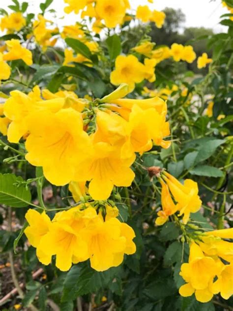 Top 15 Texas Shrubs For Your Yard Native Backyards